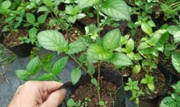 Cây trà tiên lá dứa, công dụng và cách dùng