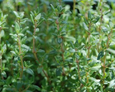 Cỏ xạ hương dễ trồng không? Cách trồng và nhân giống cỏ xạ hương (Thyme)