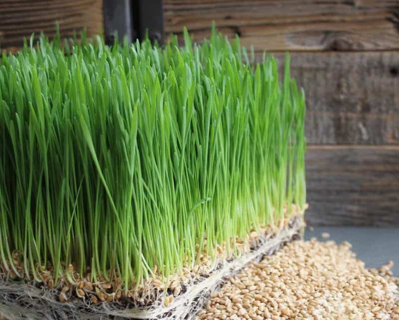 Nước ép cỏ lúa mì và những lợi ích bất ngờ cho sức khỏe