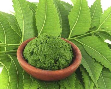 Lá neem Ấn Độ trị bệnh gì và những lưu ý khi dùng