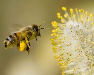 Hạt phấn hoa do ong thợ mang về có tác dụng gì?