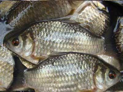 5 món ăn từ cá dành cho người bị gan nhiễm mỡ