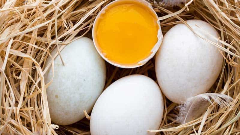 Trứng vịt, trứng gà, trứng cút và những bài thuốc bất ngờ